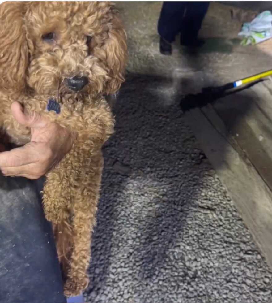 Dog rescued from under shipping container.