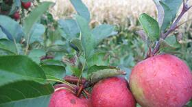 apples stock photo