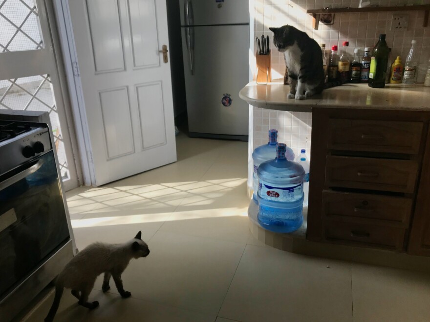 Shawareb glares at NPR's elderly foster cat, Doodh, in the Islamabad bureau kitchen.