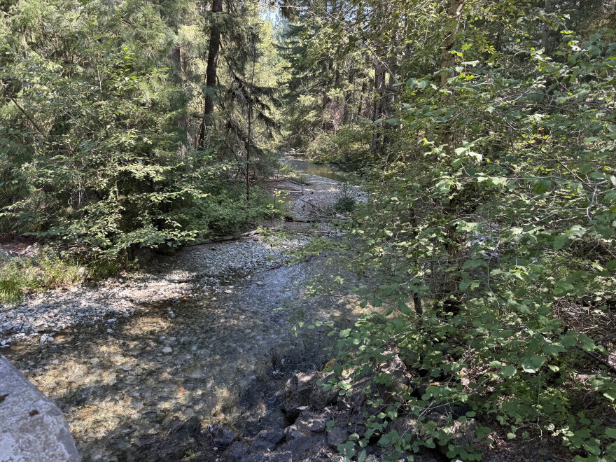A creek flowing through a forest. 