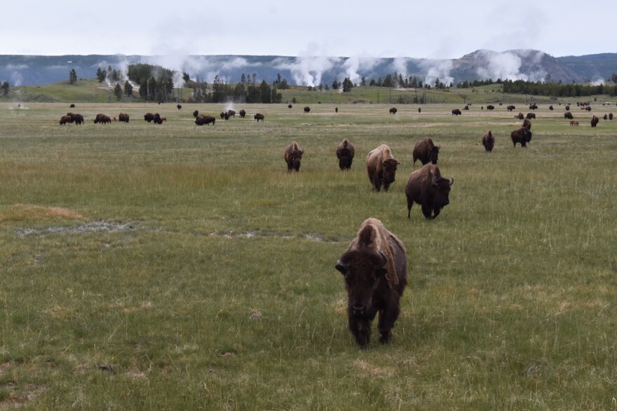 bison-yellowstone-druzin-bspr-062019.jpg