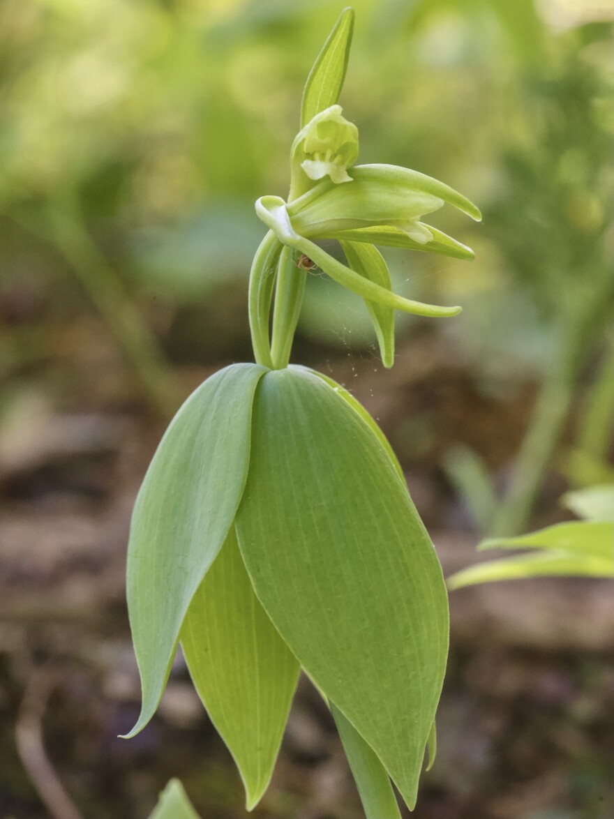 A green orchid blooms