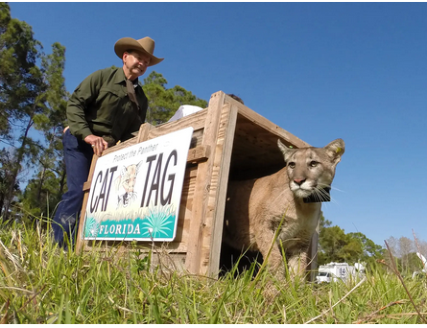 Panther being released from a cage