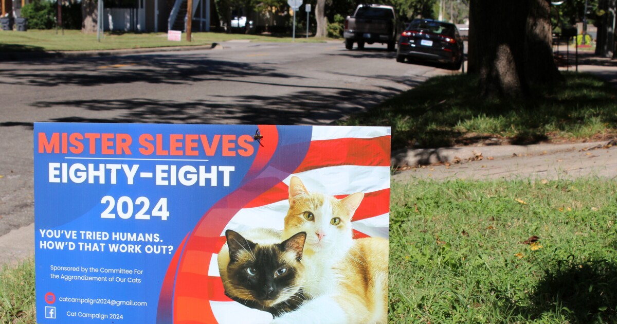 Across Wichita, a pair of cool cats stand out in a sea of political