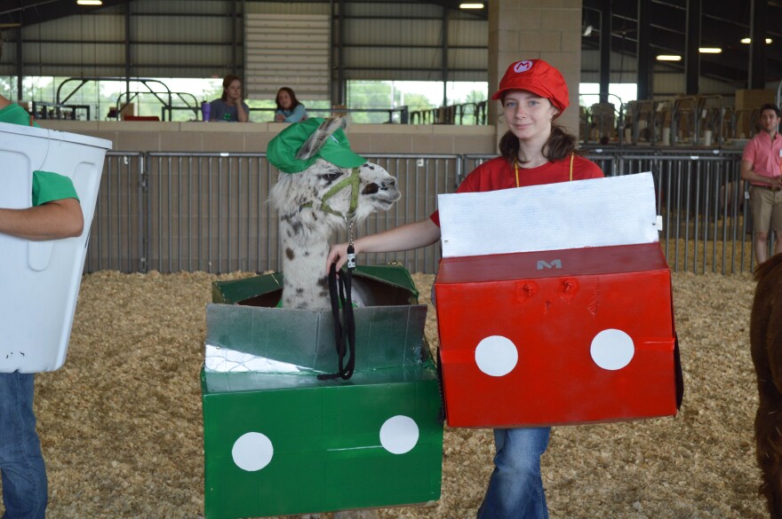 Abby Brown and her llama, Dalai, compete at the Douglas County Fair dressed as Mario Kart characters, Mario and Luigi. 
