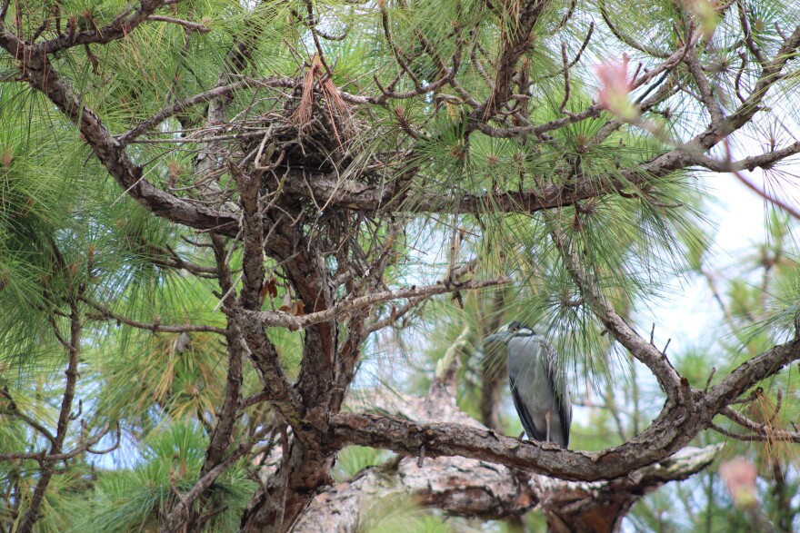  A yellow-crowned night heron sits on a branch below a nest in east Boca Raton.