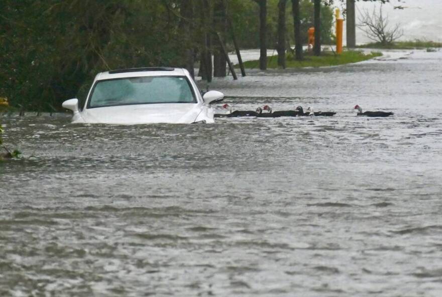 Ducks float past a stranded car in a flood