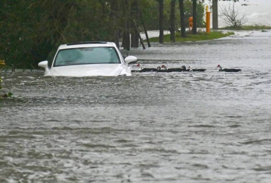  Ducks float past a stranded car in a flood 