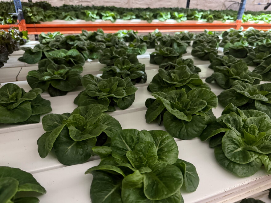 Lettuce and greens being grown hydroponically at Fletcher Family Farms in New Smyrna.