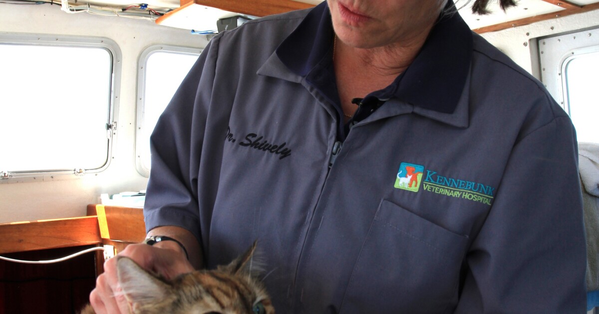 For Maine's IslandDwelling Pets, a Floating Vet Clinic Maine Public