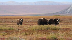 Musk ox grazing on the tundra by the Cape Krusenstern National Monument. Maija Katak Lukin has been superintendent of the Western Arctic Parklands since 2016, which includes Cape Krusenstern. (Photo by Doug Demarest/ National Park Service)