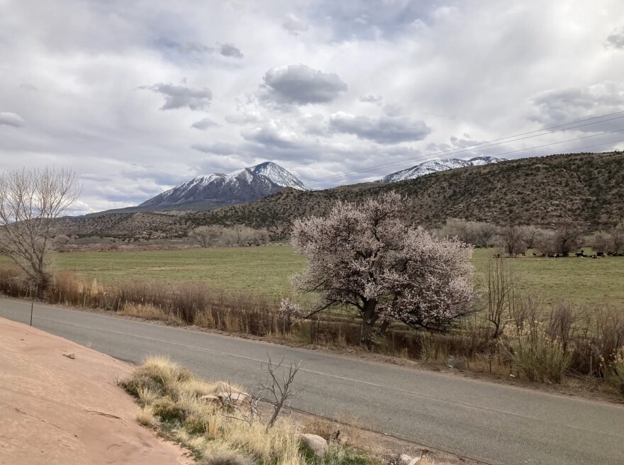 McElmo Canyon this March, with the ditchcots in bloom.