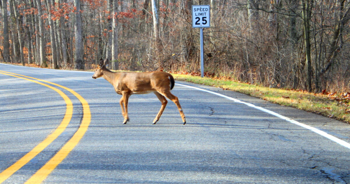 Deer collision risk rises as Michigan enters peak season
