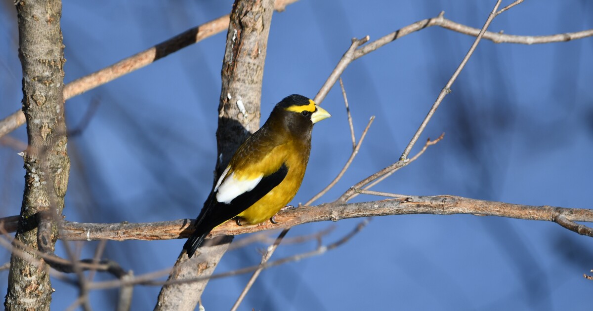 Big Rapids becomes latest Michigan community to earn 'Bird City' title