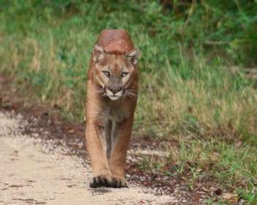 A Florida panther walking down a dirt road 