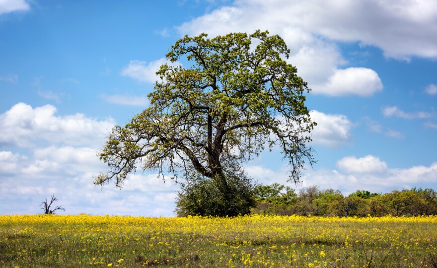 The live oak tree was ranked highest in the researchers' findings
