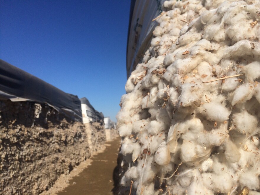 What is Pima cotton? - Hundred Percent Cotton