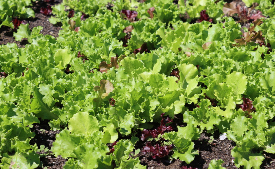 A bed of greens on a sunny day.
