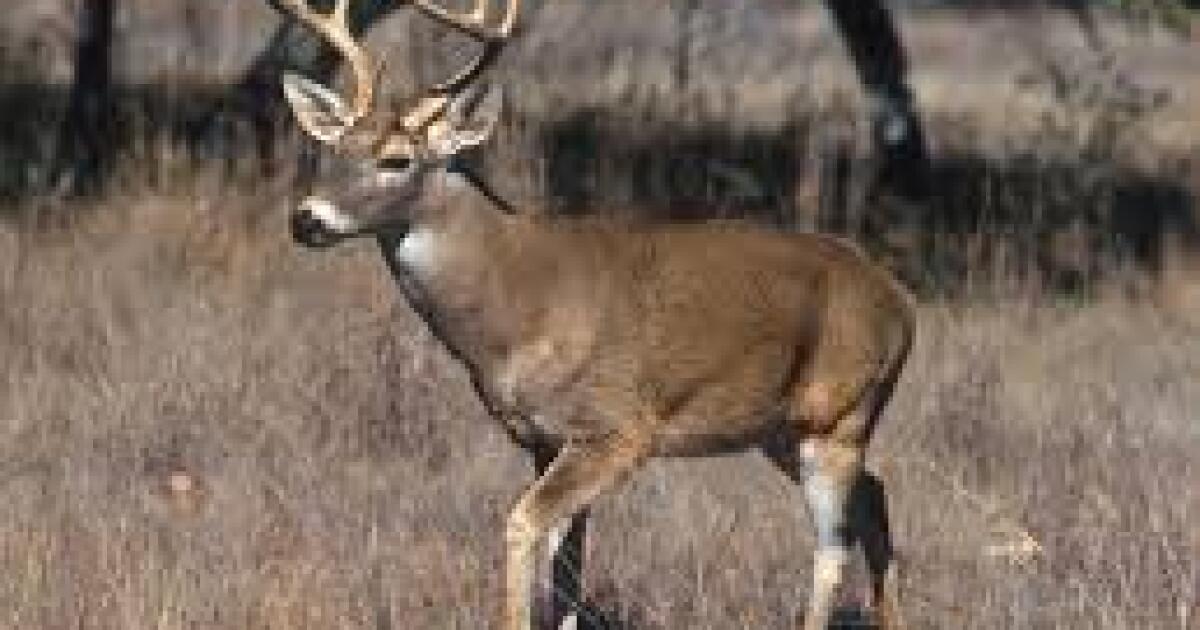 Public input sought on deer management in Wisconsin