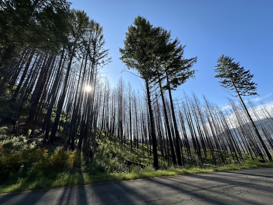 Burnt trees on hill.