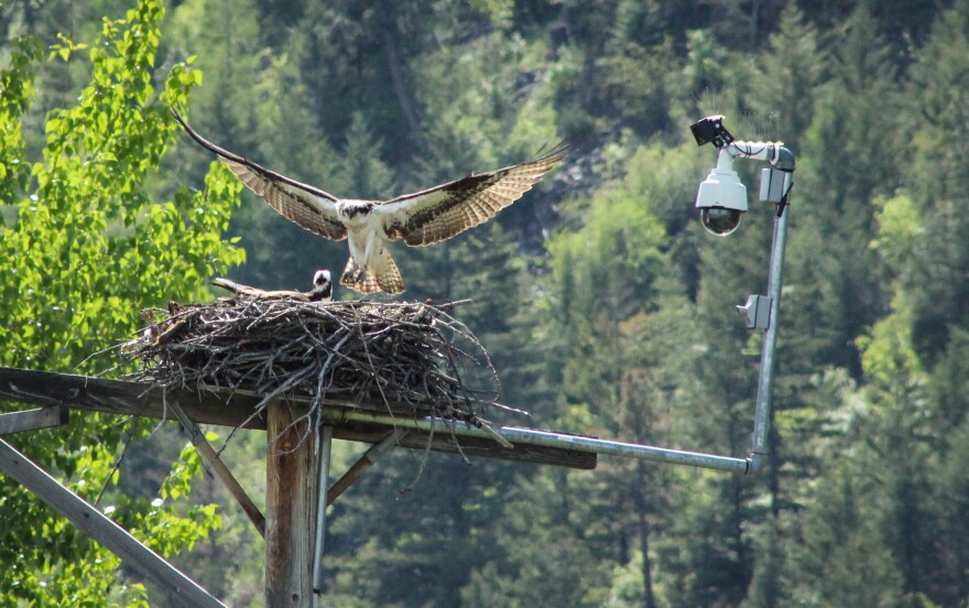 Iris, one of the world’s oldest-known osprey, lands at her nest after eating breakfast nearby. She’s called this pole at the mouth of the Hellgate Canyon in Missoula home for most of her 28 years.