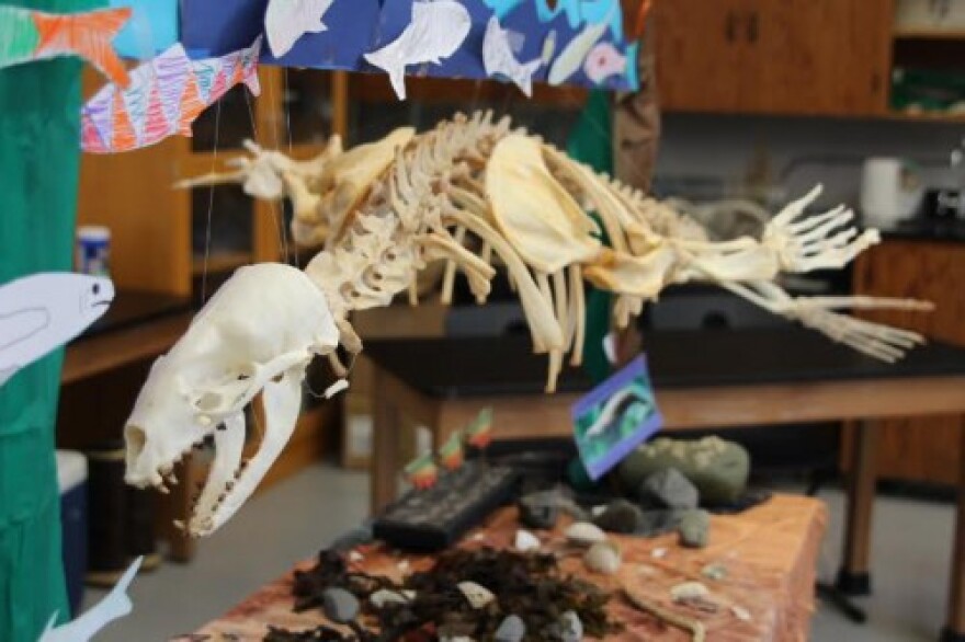 Students with Sitka Sound Science Center’s summer camp week finished assembling the skeleton of this California sea lion in 2016. (Katherine Rose/KCAW)