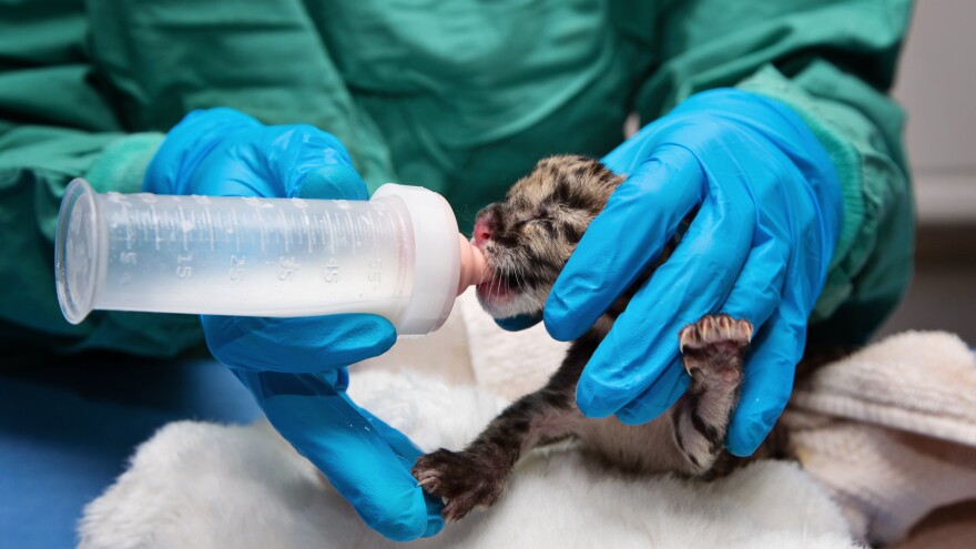 The Nashville Zoo hopes it will eventually find the new clouded leopard cub a mate.