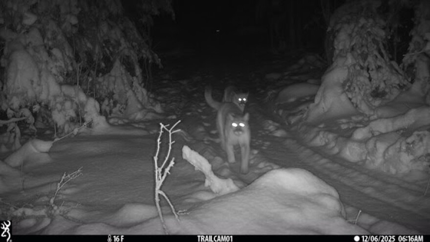 An adult cougar walks down a trail in the Upper Peninsula followed by two cougar cubs on Dec. 6, 2025. The DNR verified this photo from a private trail camera by enhancing the image to verify the existence of the three cougars, including the cub bringing up the rear.