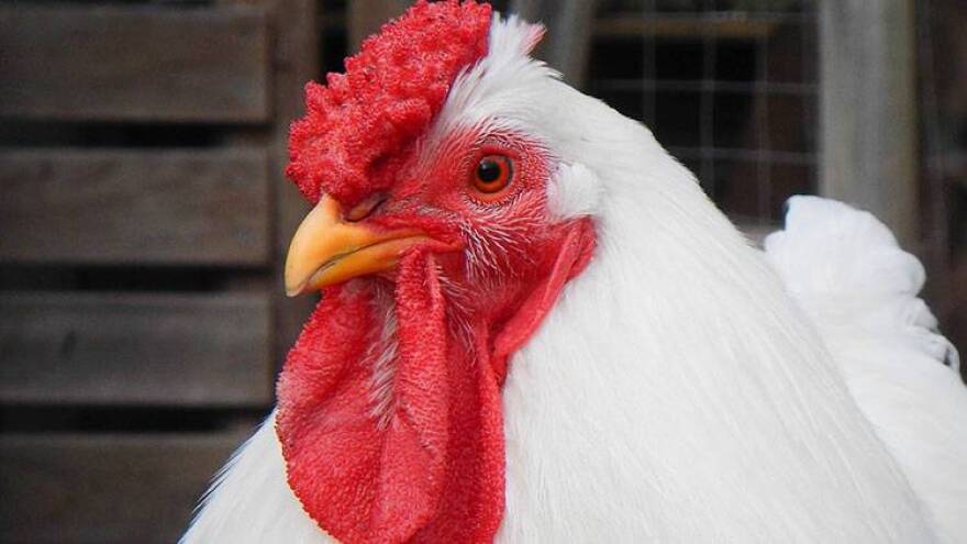 A new chicken adventure at Fair Oaks Farms could house 500,000 to 700,000 chickens.