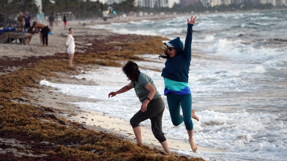 The Sargassum belt has shrunk. It may mean cleaner beaches in Florida - Vimarsana News