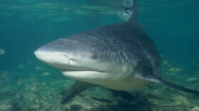 A bull shark, a species that Florida wildlife officials say accounts for the third-highest number of attacks on humans. But the total number of attacks decreased from 2015 to 2016, according to the International Shark Attack File at the University of Florida. (Photo courtesy Wikimedia Commons)