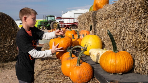 Owen Kraft stocks pumpkins at the Klausmeyer Farm and Pumpkin Patch in Clearwater. This summer's heat and dry weather was tough on Kansas pumpkin farmers.