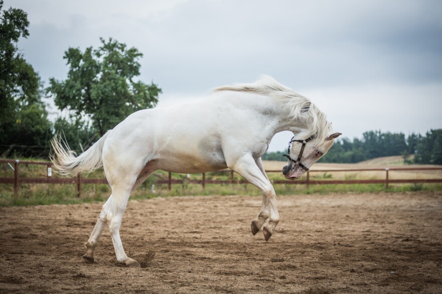 Note: This is not Endo, but a horse of similar appearance