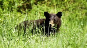 Black bears, like this one pictured in the Great Dismal Swamp National Wildlife Refuge in Suffolk, Virginia, are rarely seen in Indiana.