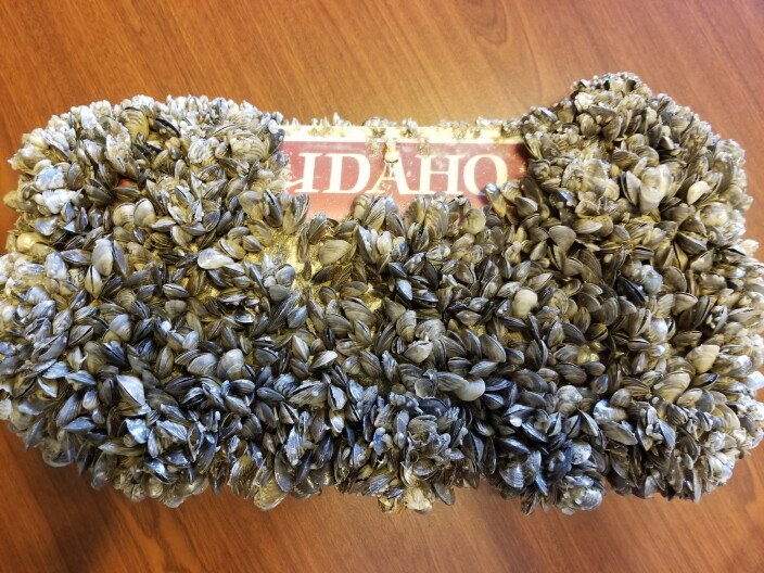 Quagga Mussels infesting an Idaho license plate.
