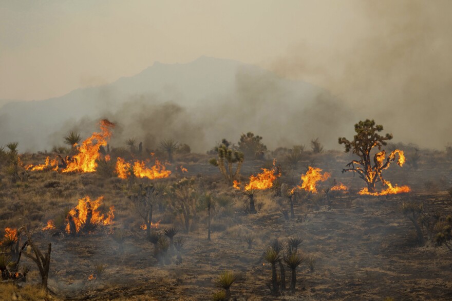 Joshua Trees burn in the York Fire, Sunday, July 30, 2023, in the Mojave National Preserve, Calif. Crews battled “fire whirls” in California’s Mojave National Preserve this weekend as a massive wildfire crossed into Nevada amid dangerously high temperatures and raging winds.