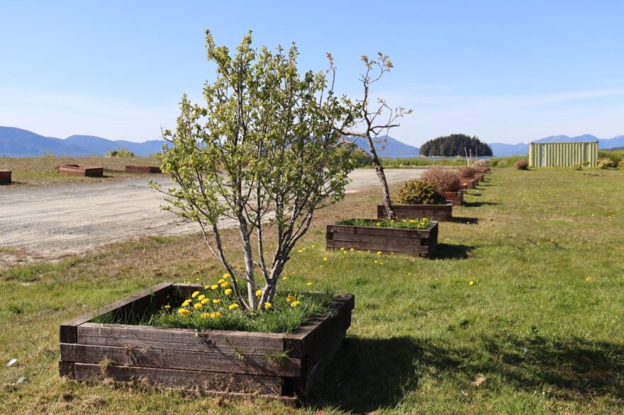 Fruit-bearing trees and shrubs line a soon-to-be park near Metlakatla’s boat harbor. The plants are part of the village’s Community Food Forest Project.