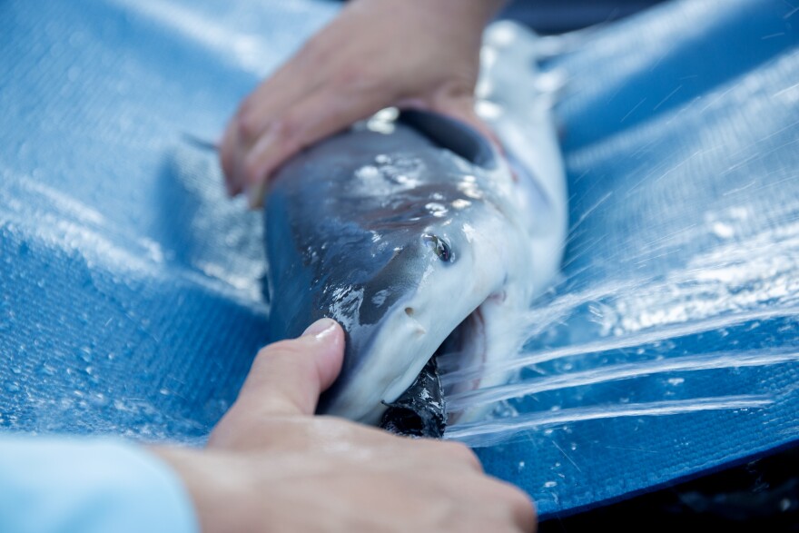 Andres and Clark insert a small water tube into the bull shark's mouth to stimulate its gill and help it breathe while on the boat.