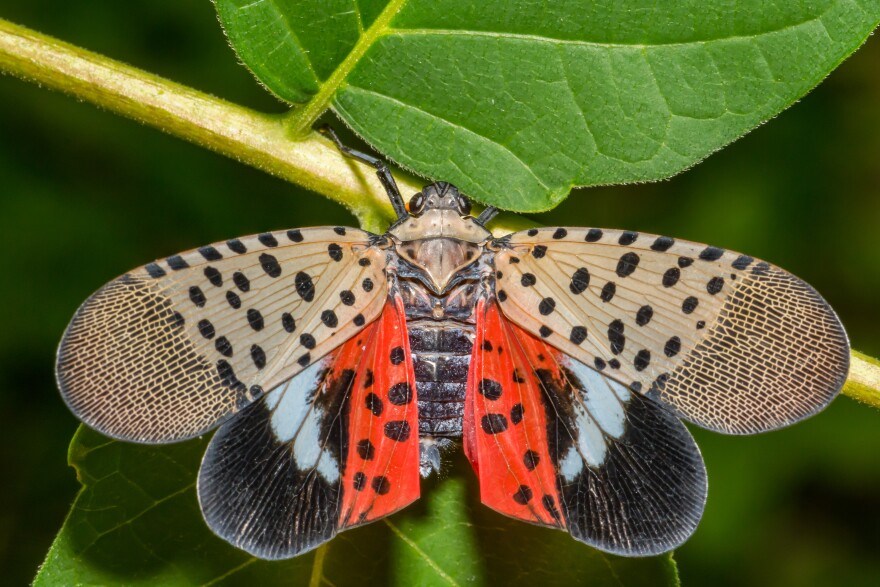 A spotted lanternfly.