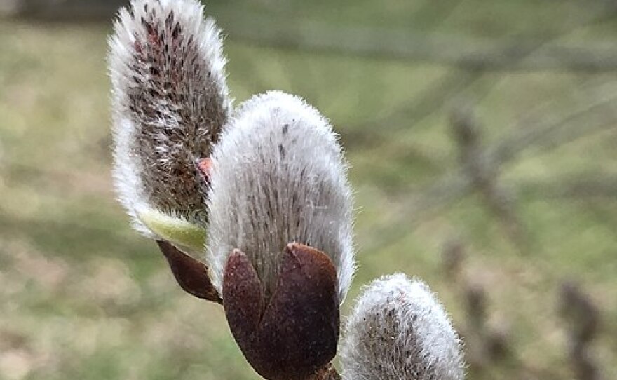 Pussy Willow catkins ("pussies") expanding in early spring along Scotsmore Way in the Chantilly Highlands section of Oak Hill, Fairfax County, Virginia