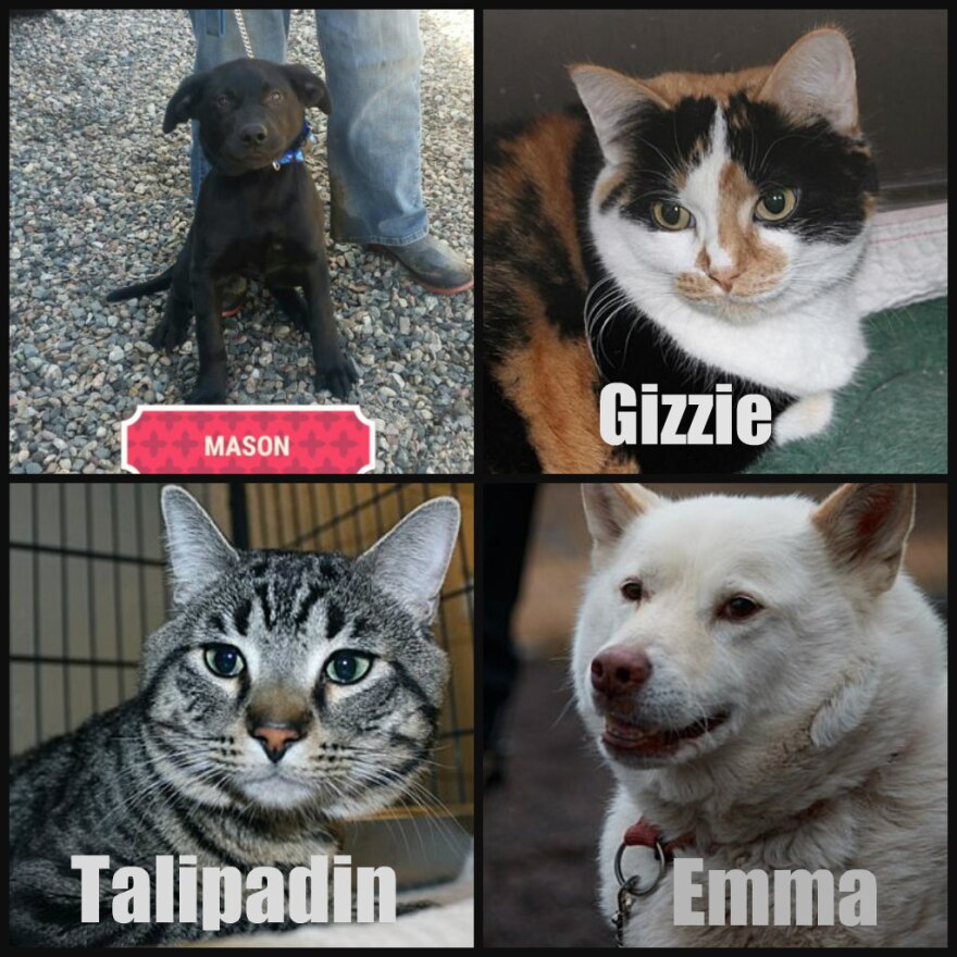 Two dogs and two cats available for adoption