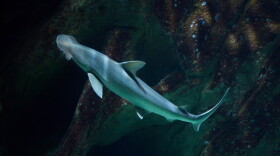 FILE- Bonnethead shark (Sphyrna tiburo), also known as the shovelhead shark.