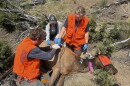 Three wildlife researchers collect samples from a dead elk during fieldwork in the mountains of northern Nevada.