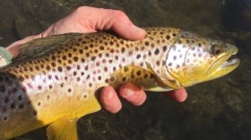 A wild brown trout from Rapid Creek