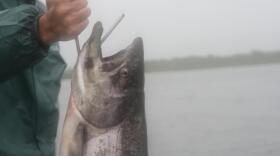 (Photo by Allison Mollenkamp/KDLG)