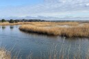 Wetlands at Pleasure House Point in Virginia Beach.