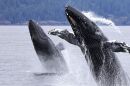 Humpback whales (photo credit Prince of Whales)