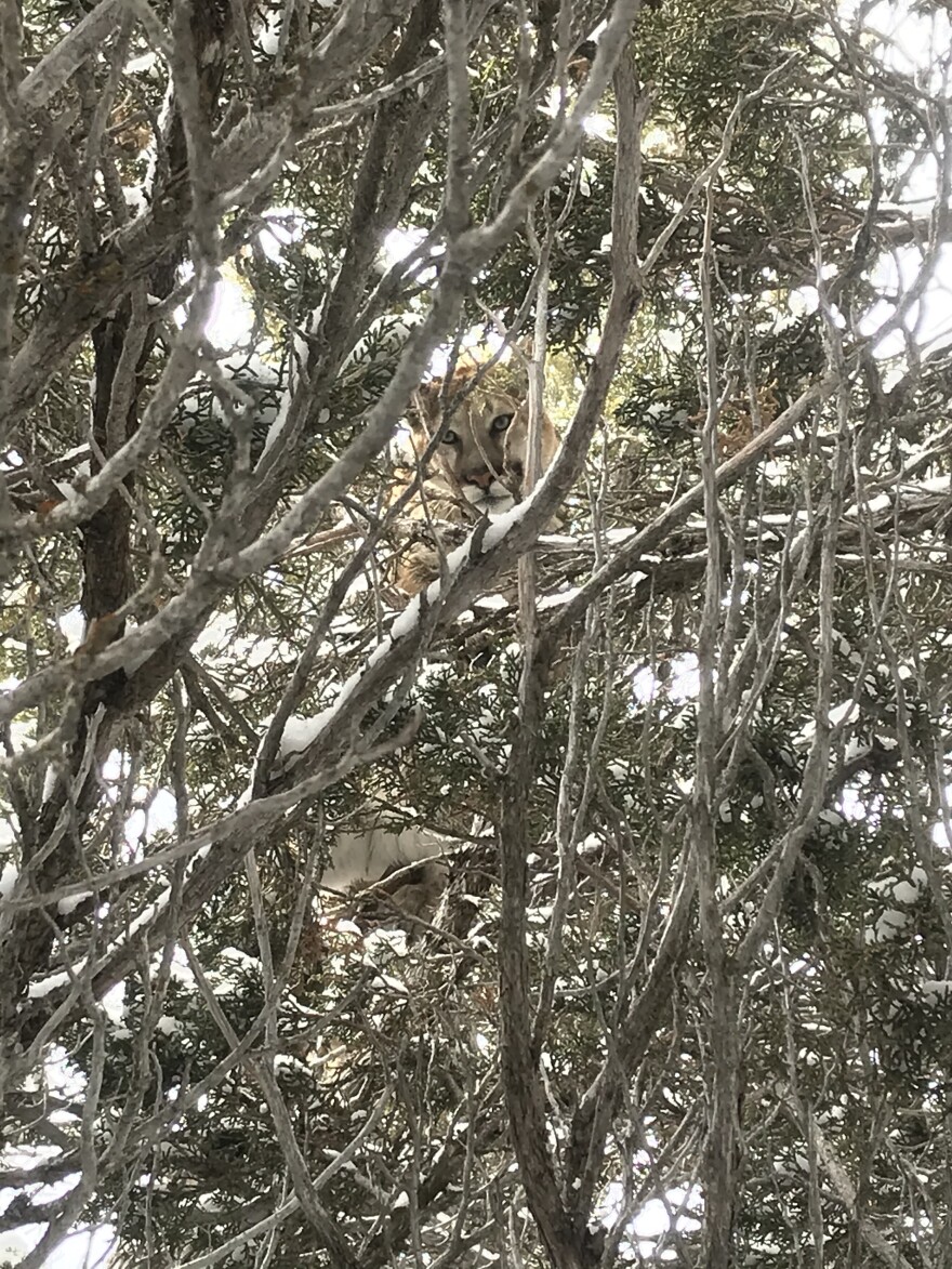 An adult cougar peeks down at researchers through branches in a tree, before being chemically immobilization for GPS collar deployment.