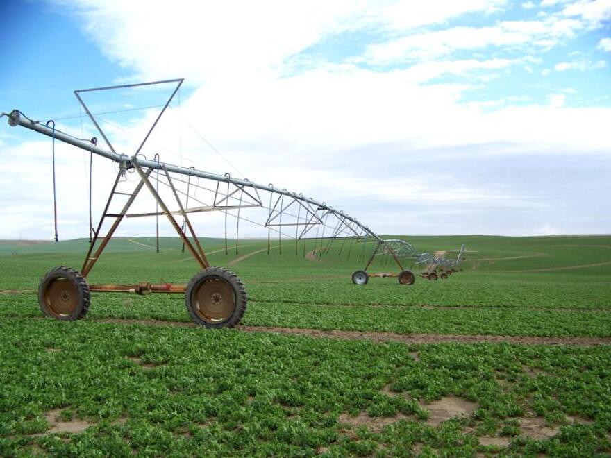 An alfalfa field near Richland, Wash., Mar. 30, 2011.