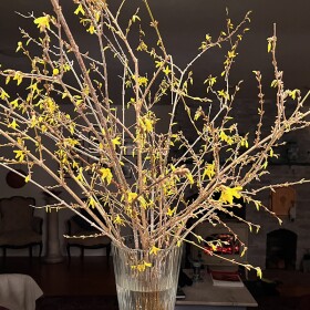 An image of a forced forsythia in a vase.